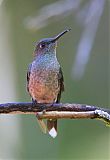 Scaly-breasted Hummingbirdborder=